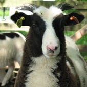 Tavistock Tastes & Textures