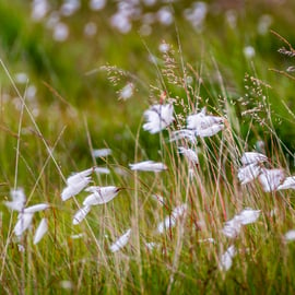 Photograph - Cotton Grass  - Limited Edition Signed Print