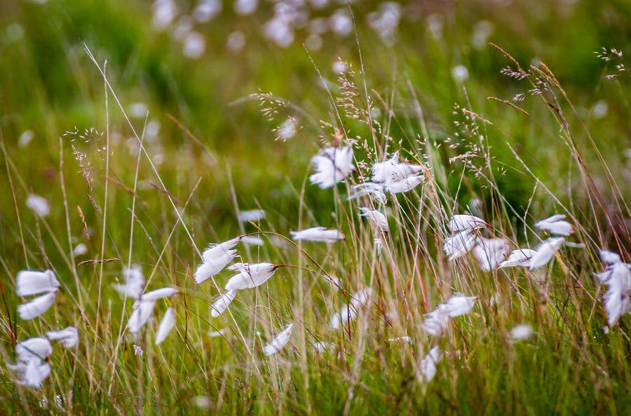Photograph - Cotton Grass  - Limited Edition Signed Print