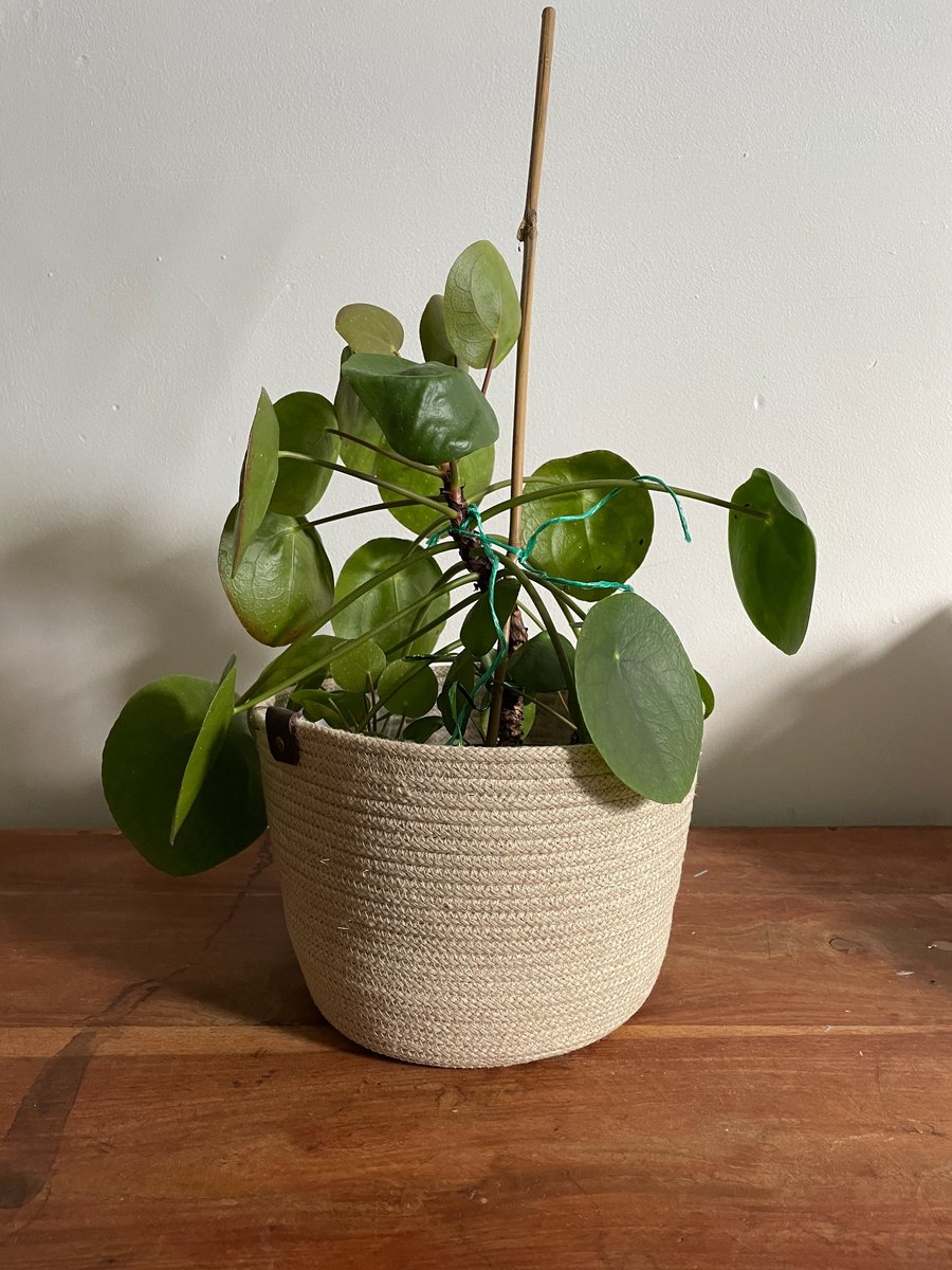 'Fifi' Rope Plant Holder