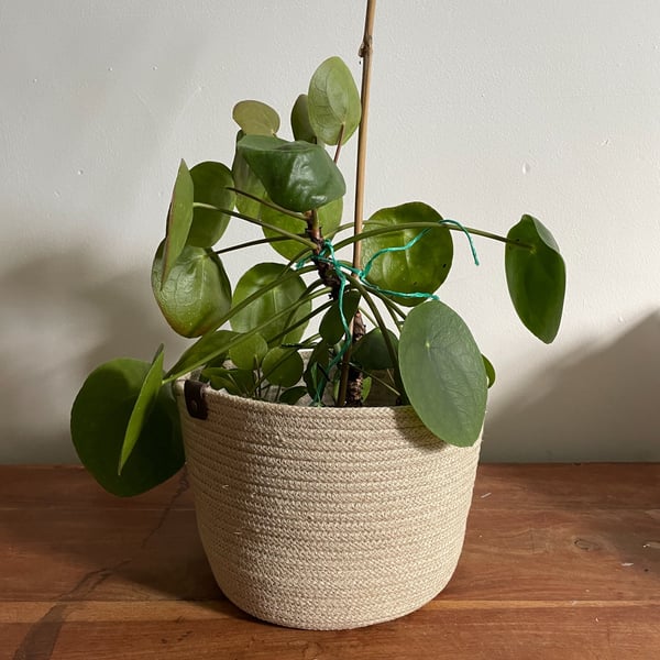 'Fifi' Rope Plant Holder