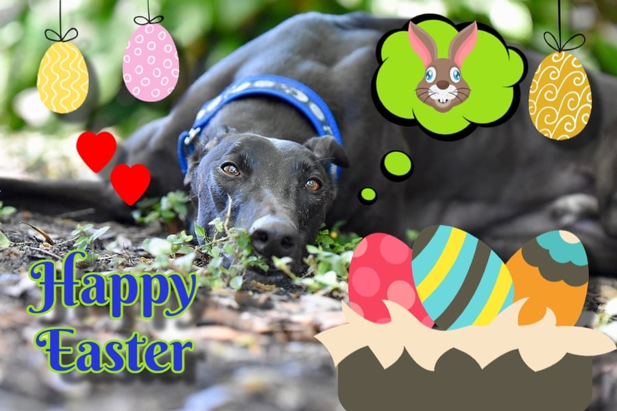 Fun Happy Easter Greyhound Greeting Card A5 Size 