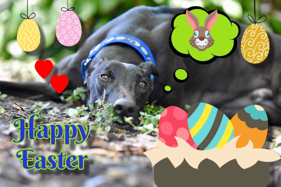Fun Happy Easter Greyhound Greeting Card A5 Size 