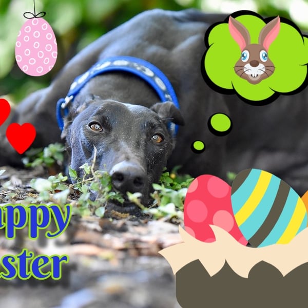 Fun Happy Easter Greyhound Greeting Card A5 Size 