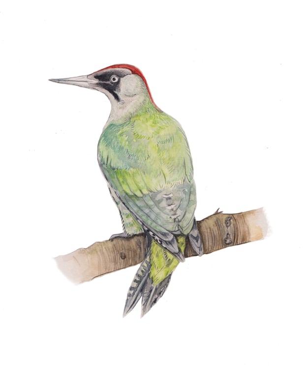 Woodpecker mounted print