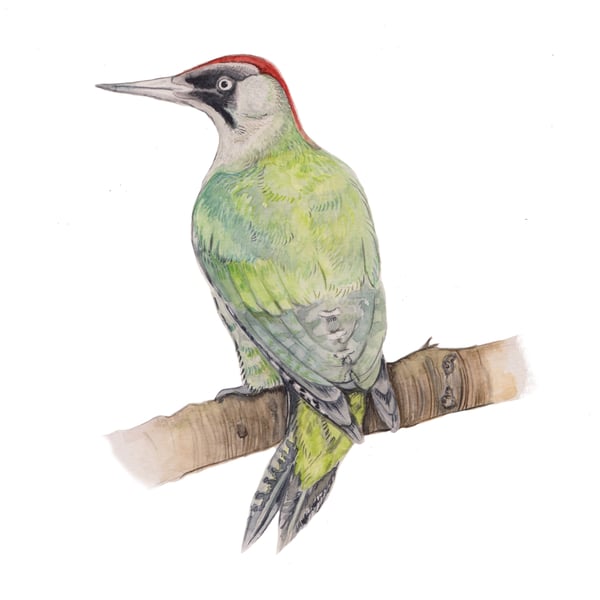 Woodpecker mounted print
