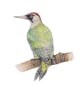 Woodpecker mounted print - Image 1