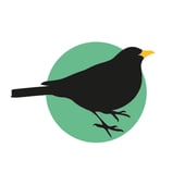 Black Bird Edinburgh