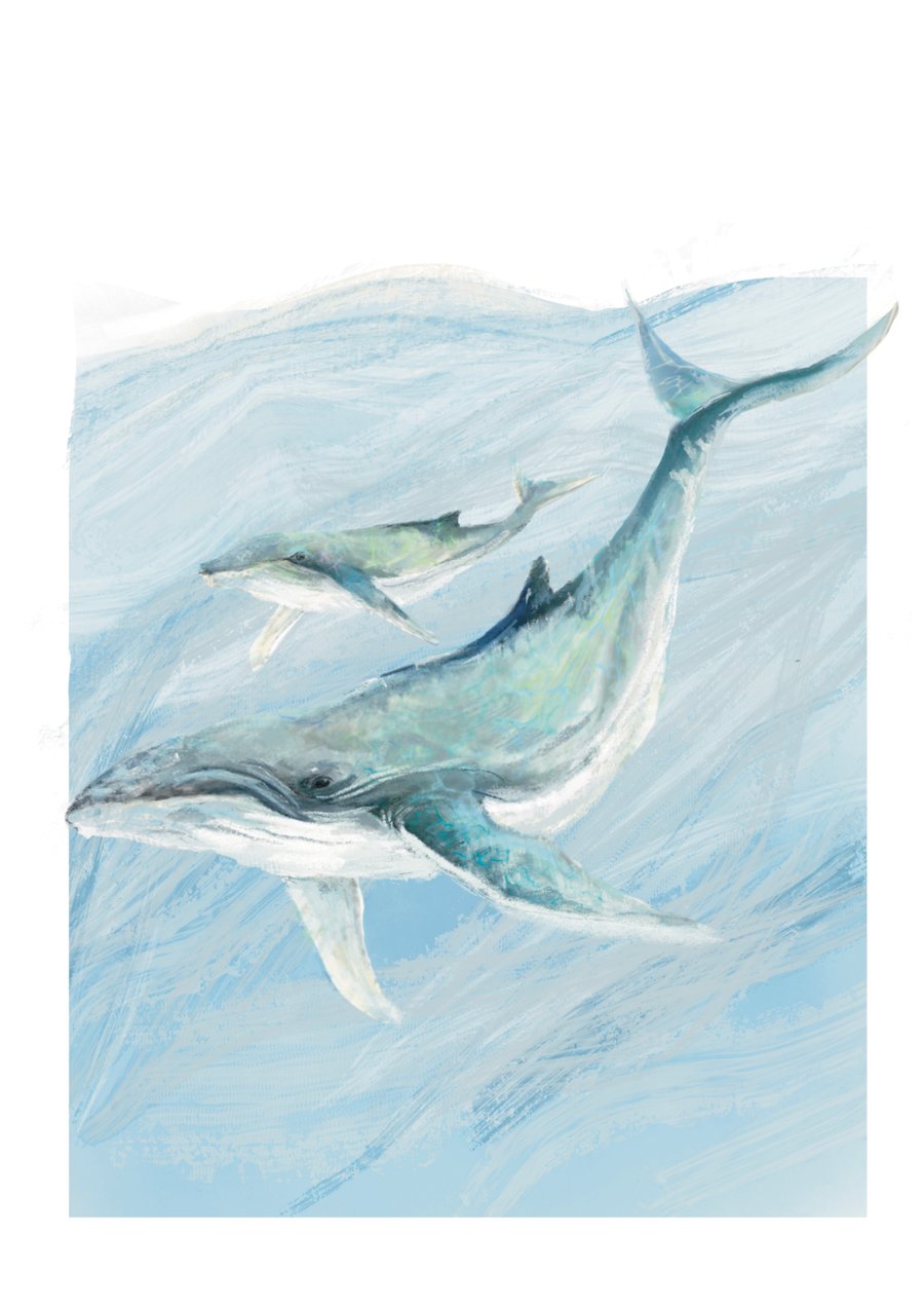Whale Art Illustration - Nursery Art
