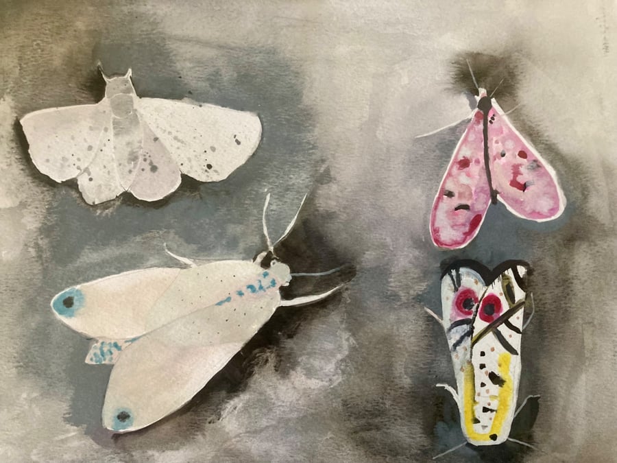 Moths original watercolour on arches watercolour  paper