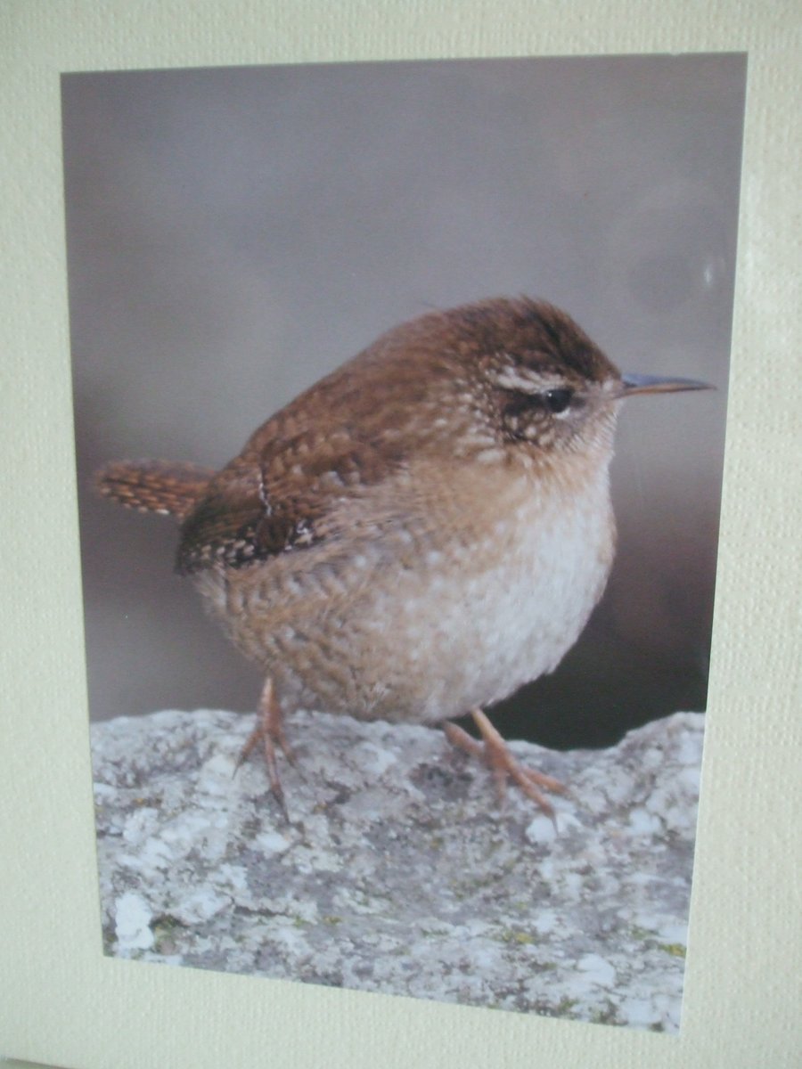 Photographic greetings card of a Wren.