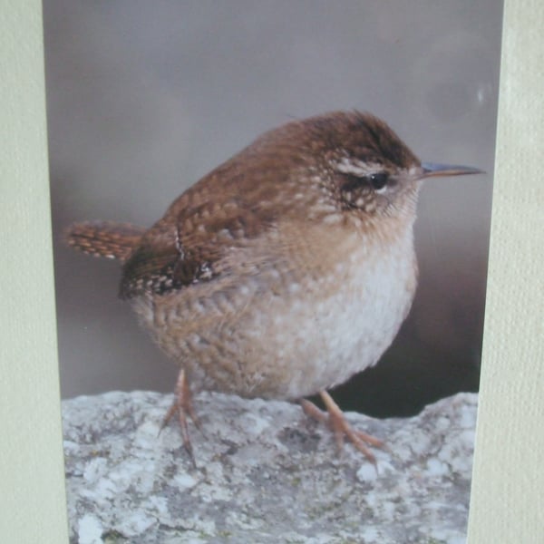 Photographic greetings card of a Wren.