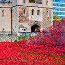 Tower Of London Red Poppy Memorial England Photograph Print