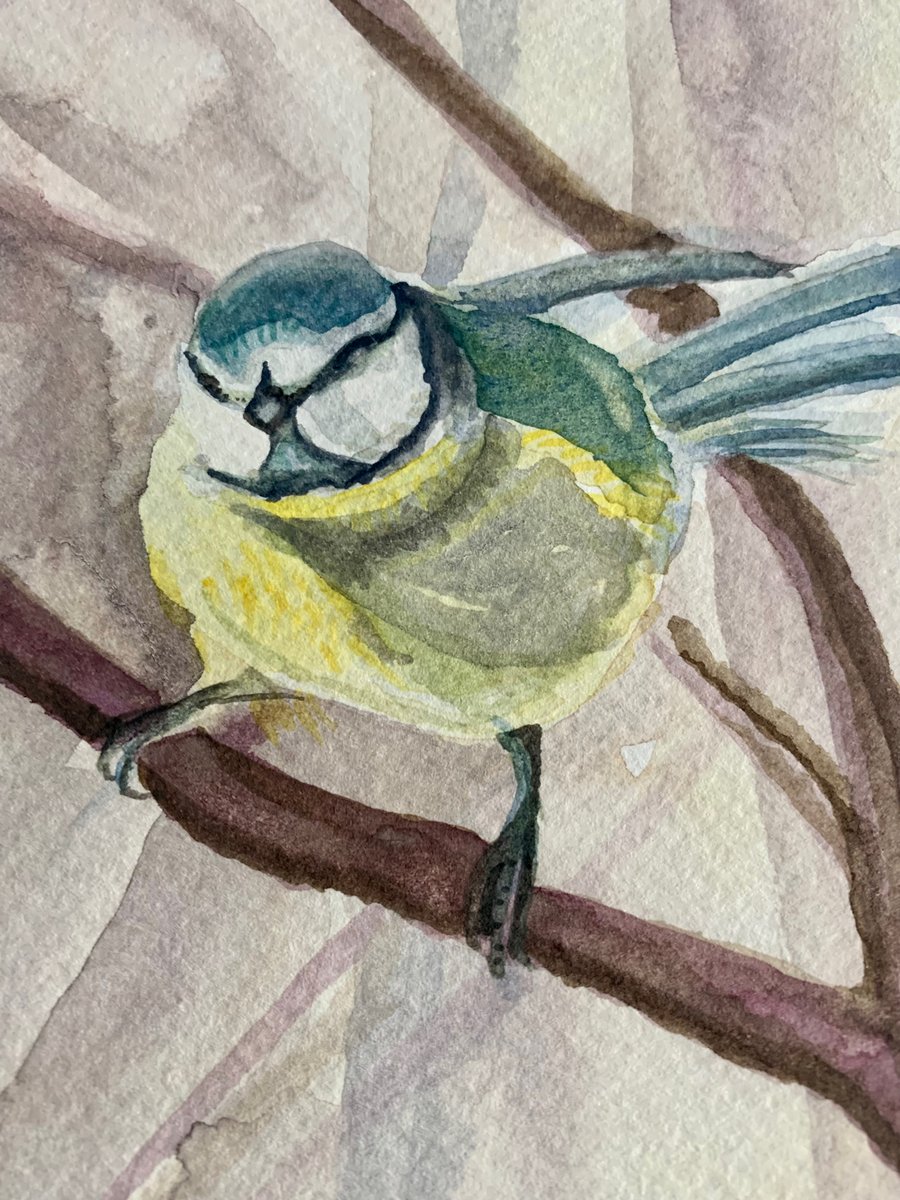 Blue tit bird (original watercolour painting)