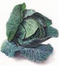 Greetings card - blank – Savoy Cabbage - Image 2
