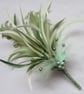 Shades of Olive Apple Sage Green & Pearl Regency Feather Sprig Headpiece Pin - Image 3