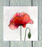 Poppy Flower, Greetings Card