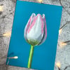 Perfectly Imperfect Tulip Acrylic Study