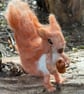 Needle Felted Red Squirrel - Image 5
