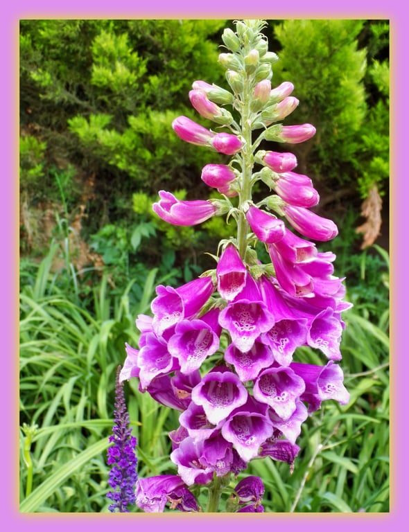 Foxglove Norfolk Greeting Card A5 