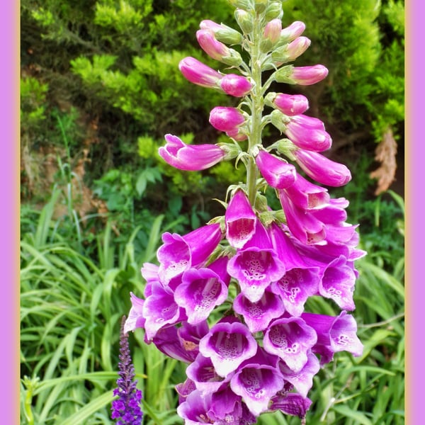 Foxglove Norfolk Greeting Card A5 