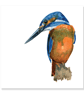 Kingfisher greeting card (blank) - Image 2
