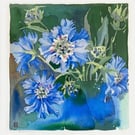 Scabious