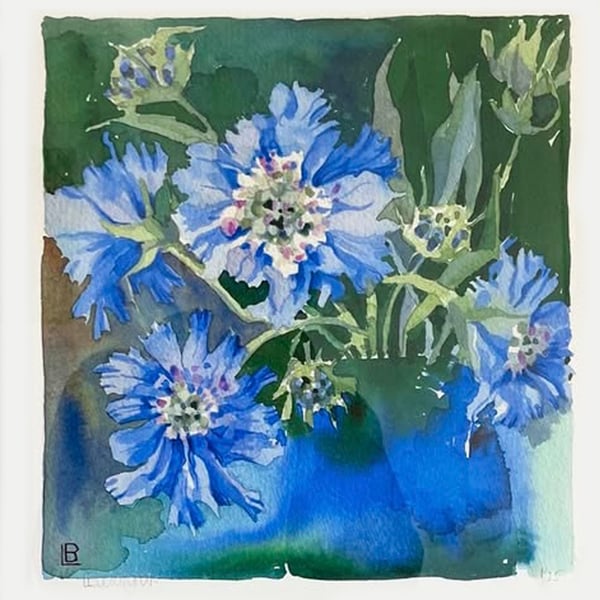 Scabious