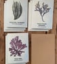 9 X Seaweed Greeting Cards - 3 Dulse, 3 Sea Spaghetti, 3 Bladderwrack - Image 2