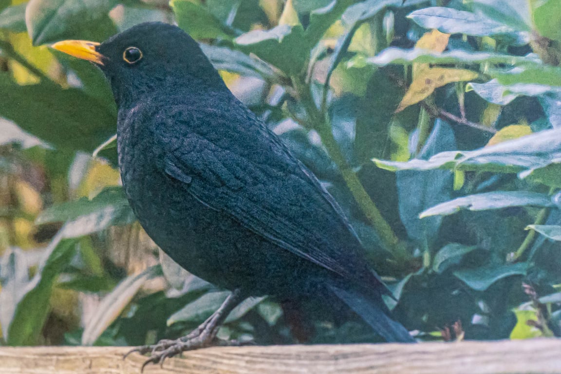Blackbird on Fence A6 Ethically Made Blank Greetings Card