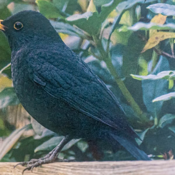 Blackbird on Fence A6 Ethically Made Blank Greetings Card