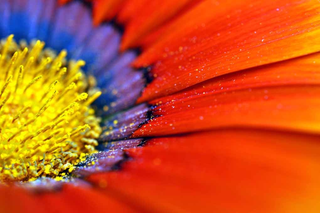 Orange Gazania African Daisies Summer Flower Photograph Print