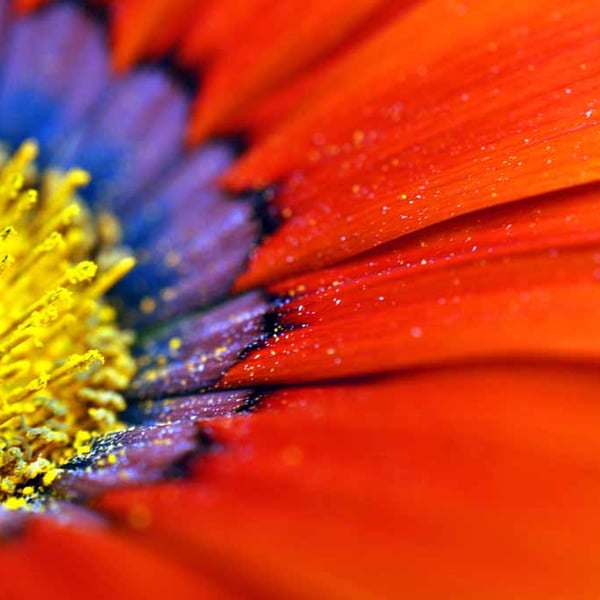 Orange Gazania African Daisies Summer Flower Photograph Print