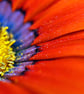 Orange Gazania African Daisies Summer Flower Photograph Print - Image 1