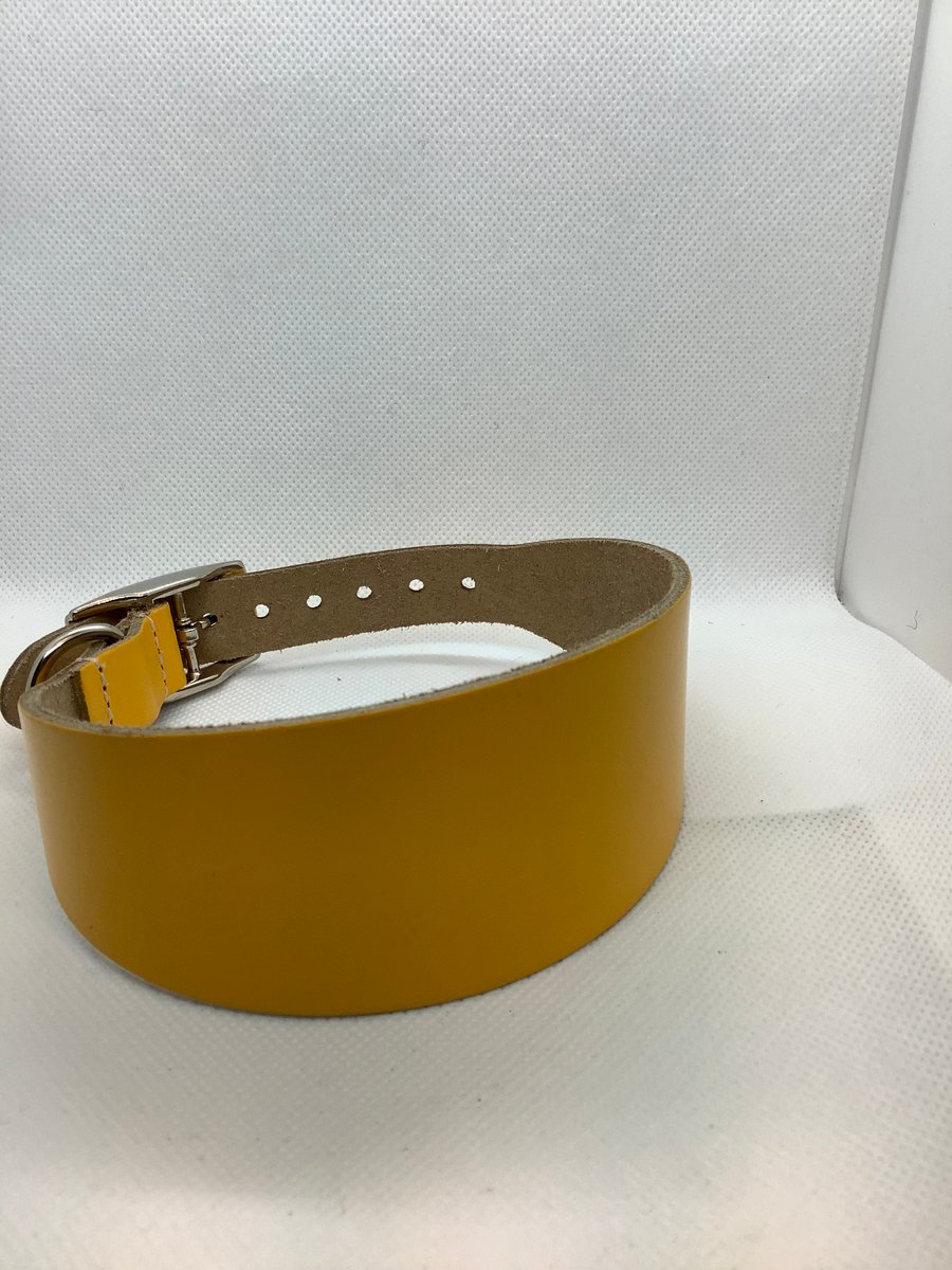 Yellow leather collar for greyhound or whippet