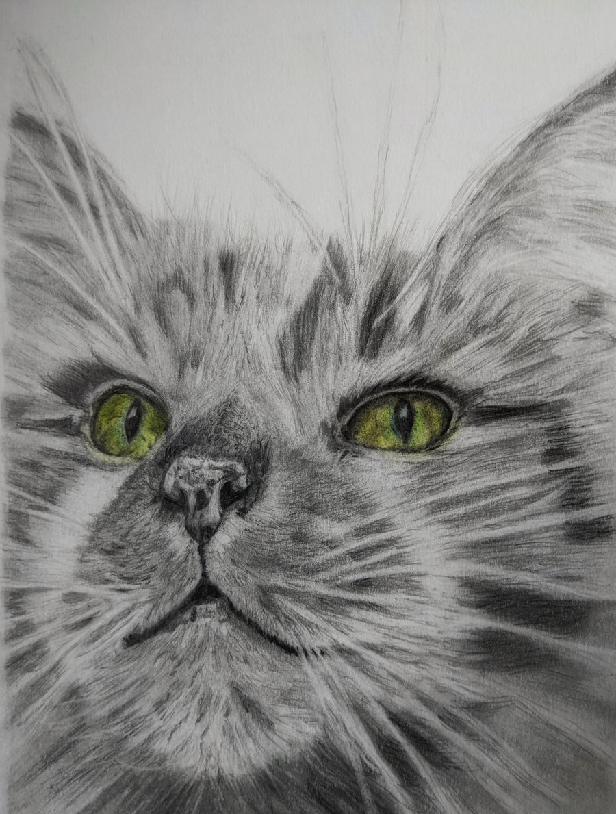 A4 Pet portrait commission, pet memorial, graphite drawing
