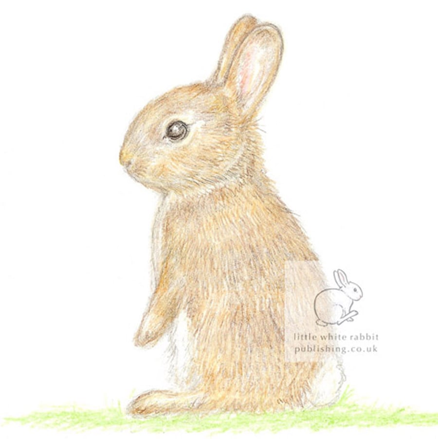 Little Wild Rabbit - Blank Card