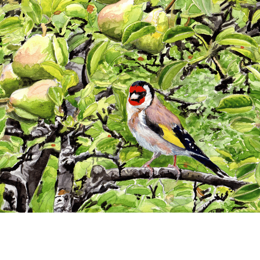 Goldfinch in a pear tree. Original watercolour painting.