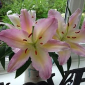 Handmade With Love, By Shelly Lee