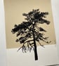 Ashdown Pine no.59, Original artwork, A4 size, hand painted, yellow - Image 5