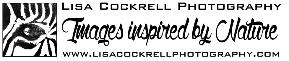 Lisa Cockrell Photography