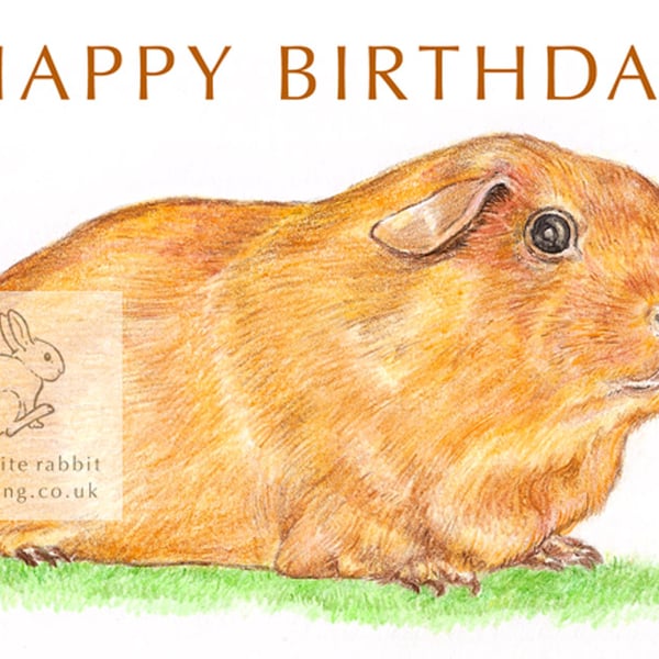 Goldie the Guinea Pig - Birthday Card