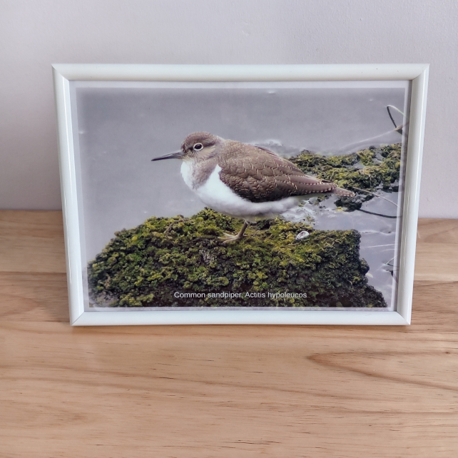 Common sandpiper