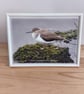 Common sandpiper