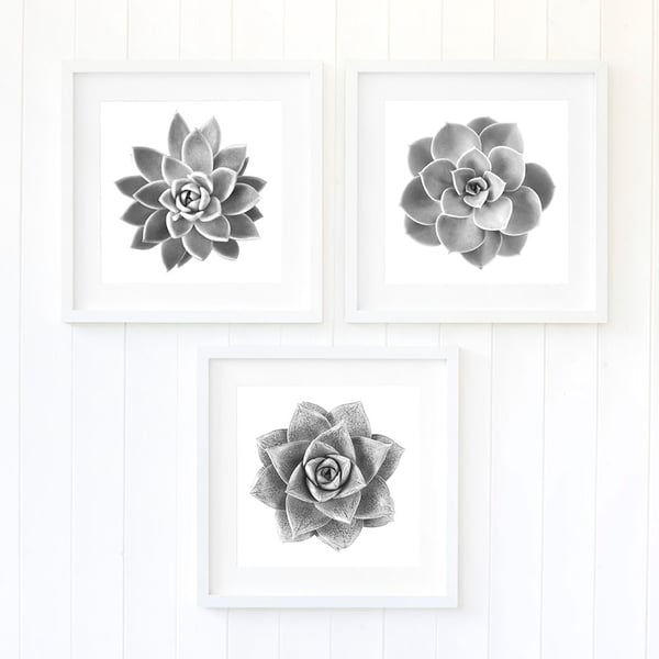 Plant decor - Set of three succulent art prints... - Folksy