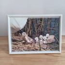 Cygnets climbing onto nest