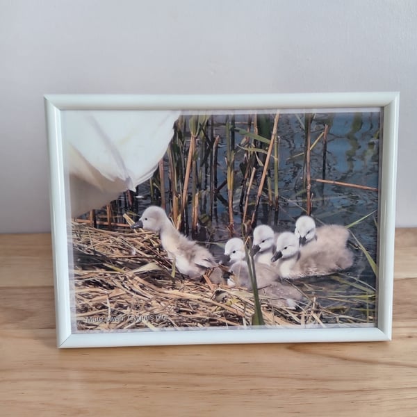 Cygnets climbing onto nest