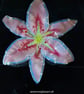 Handmade Fused Glass Pink Opaline Stargazer Lily 3 of 3 with Wall-mount - Image 3