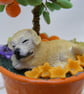 Orange Fruit Tree with sleeping Dog. - Image 7