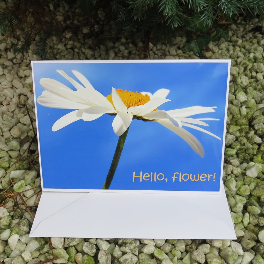 Hello, flower!  A card featuring an original photograph.  Blank inside.